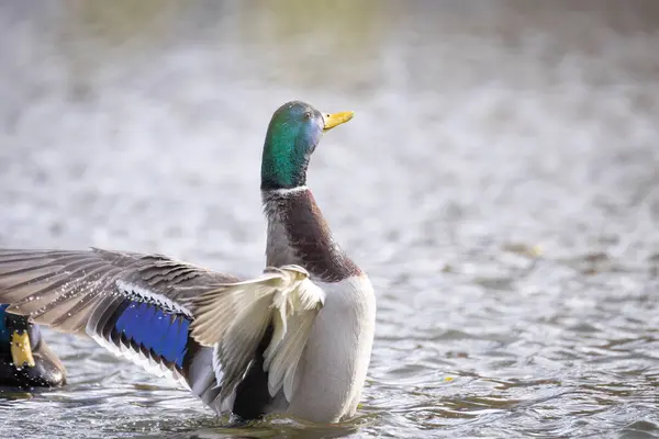 2024 gölündeki ördekler