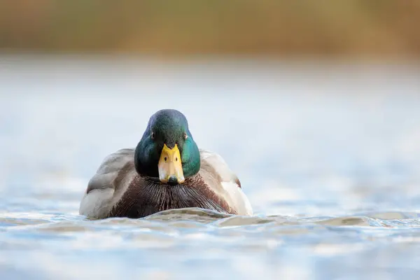 2024 gölündeki ördekler