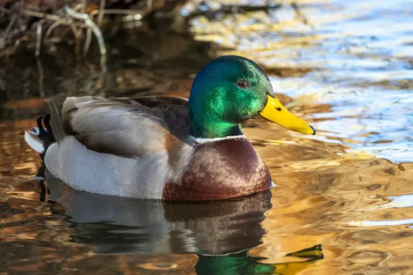 2024 gölündeki ördekler