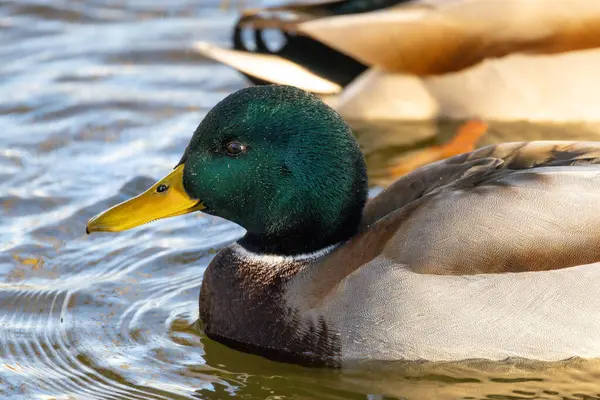 2024 gölündeki ördekler