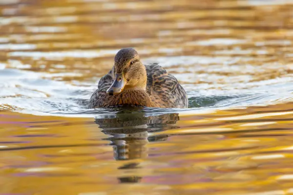 2024 gölündeki ördekler