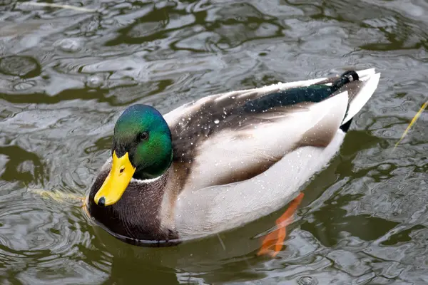 2024 gölündeki ördekler