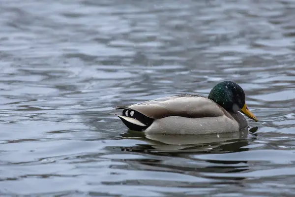 2024 gölündeki ördekler