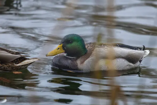 2024 gölündeki ördekler