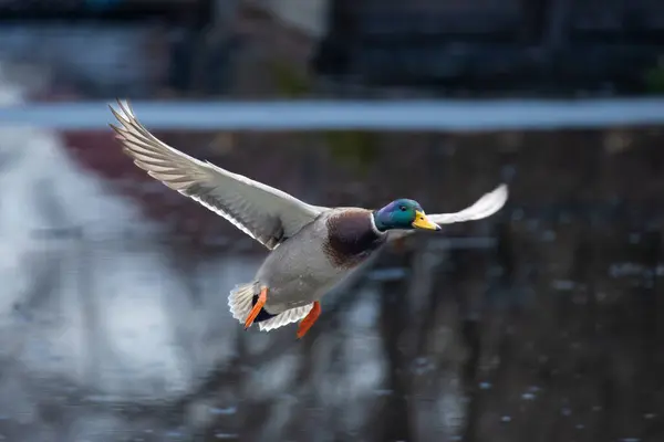 2024 gölündeki ördekler