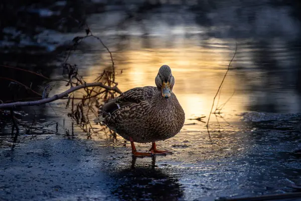 2024 gölündeki ördekler