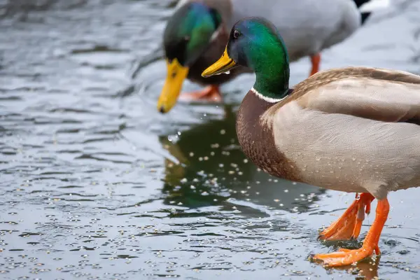 2024 gölündeki ördekler