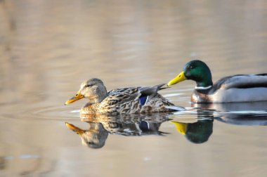 ducks on the lake 2023