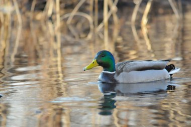ducks on the lake 2023