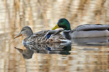 ducks on the lake 2023