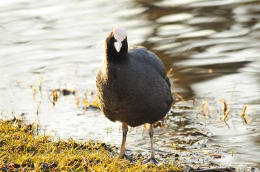 ducks on the lake 2023