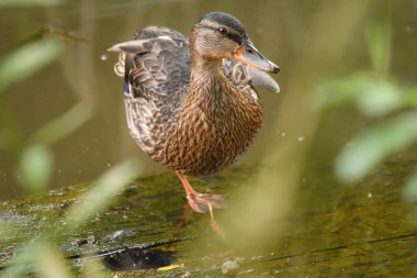 ducks on the lake 2023