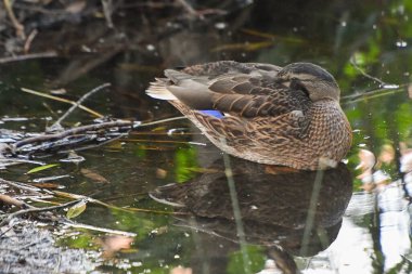 ducks on the lake 2023