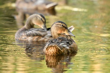 ducks on the lake 2023