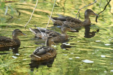 ducks on the lake 2023