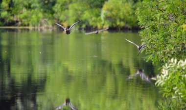 ducks on the lake 2023