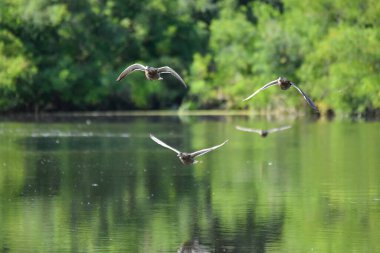 ducks on the lake 2023