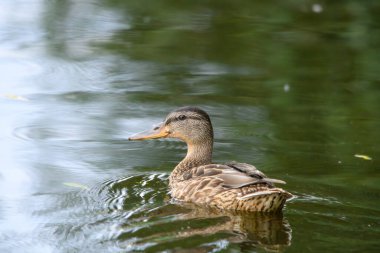 ducks on the lake 2023