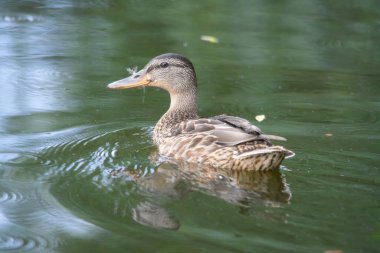 ducks on the lake 2023