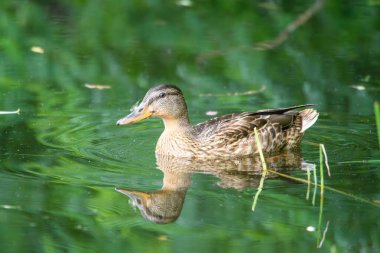 ducks on the lake 2023