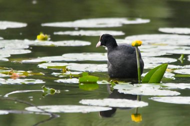 ducks on the lake 2023