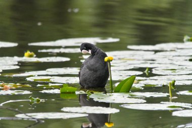 ducks on the lake 2023