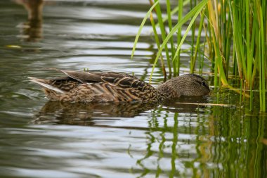 ducks on the lake 2023