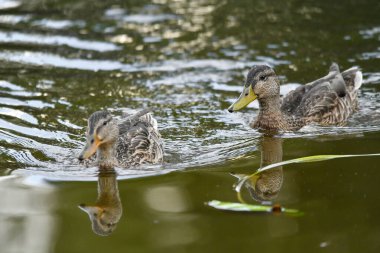 ducks on the lake 2023