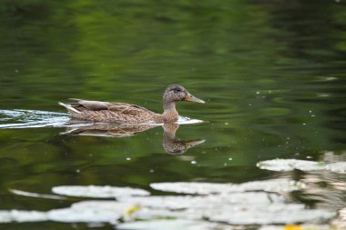ducks on the lake 2023