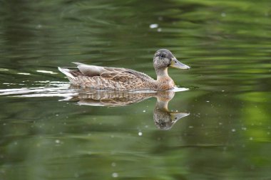 ducks on the lake 2023