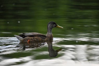 ducks on the lake 2023