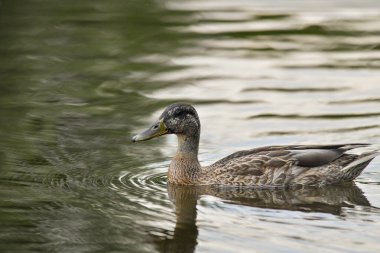 ducks on the lake 2023