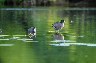 ducks on the lake 2023