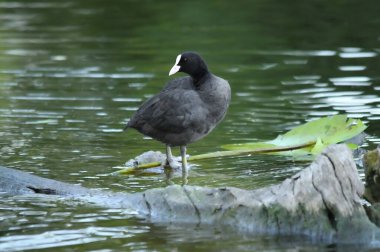 ducks on the lake 2023