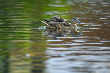 ducks on the lake 2023