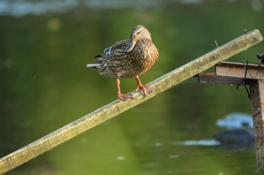 ducks on the lake 2023