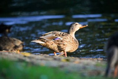 ducks on the lake 2023