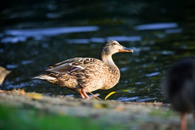 ducks on the lake 2023