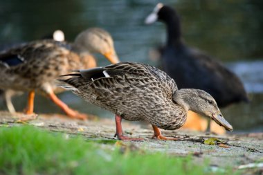 ducks on the lake 2023