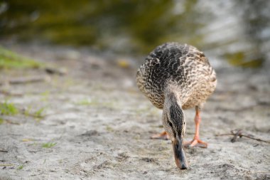 ducks on the lake 2023