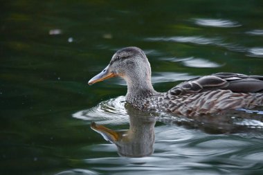 ducks on the lake 2023