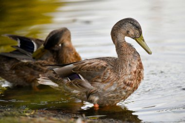 ducks on the lake 2023