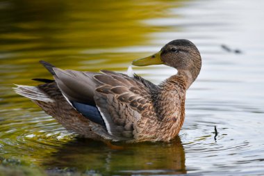 ducks on the lake 2023