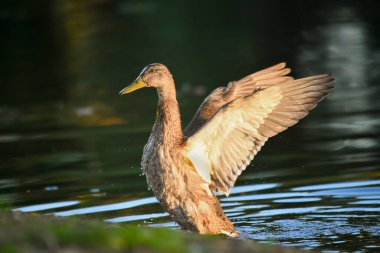 ducks on the lake 2023