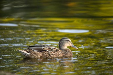 ducks on the lake 2023