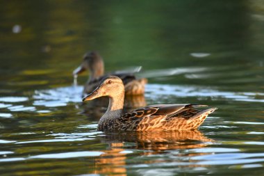 ducks on the lake 2023