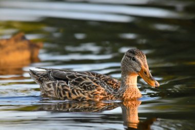 ducks on the lake 2023