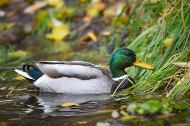 ducks on the lake 2023