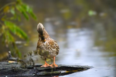 ducks on the lake 2023