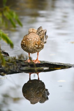 ducks on the lake 2023